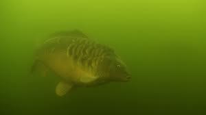 regii  apelor - images.jpeg